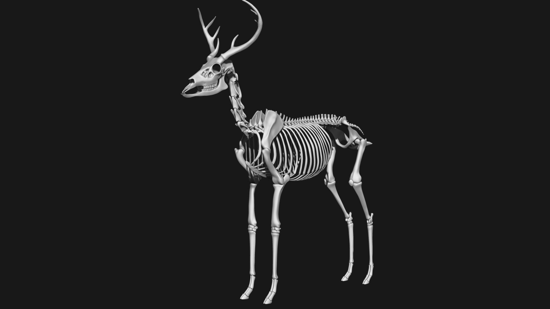white-tailed deer skeleton 3D model_1