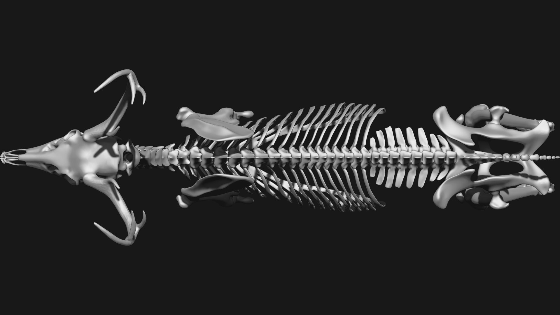 white-tailed deer skeleton 3D model_9