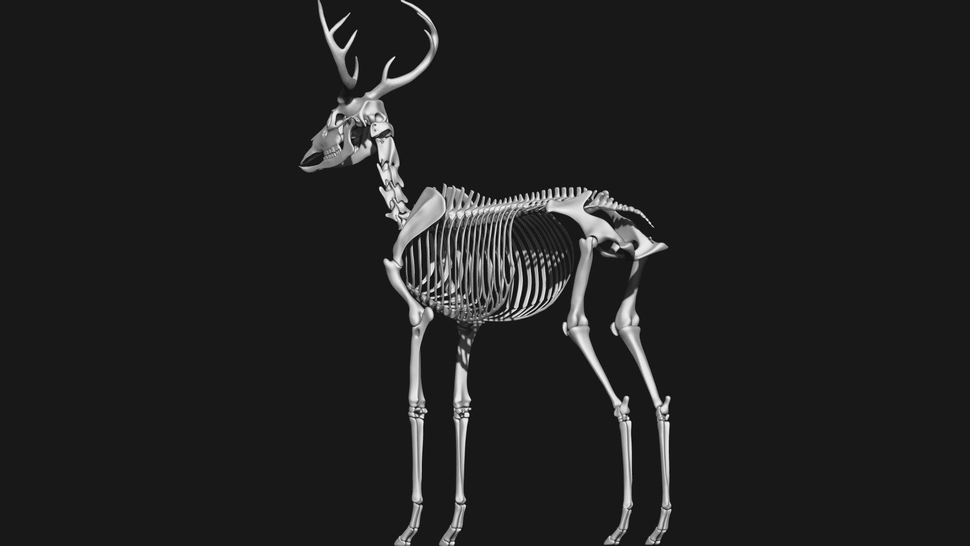 white-tailed deer skeleton 3D model_7
