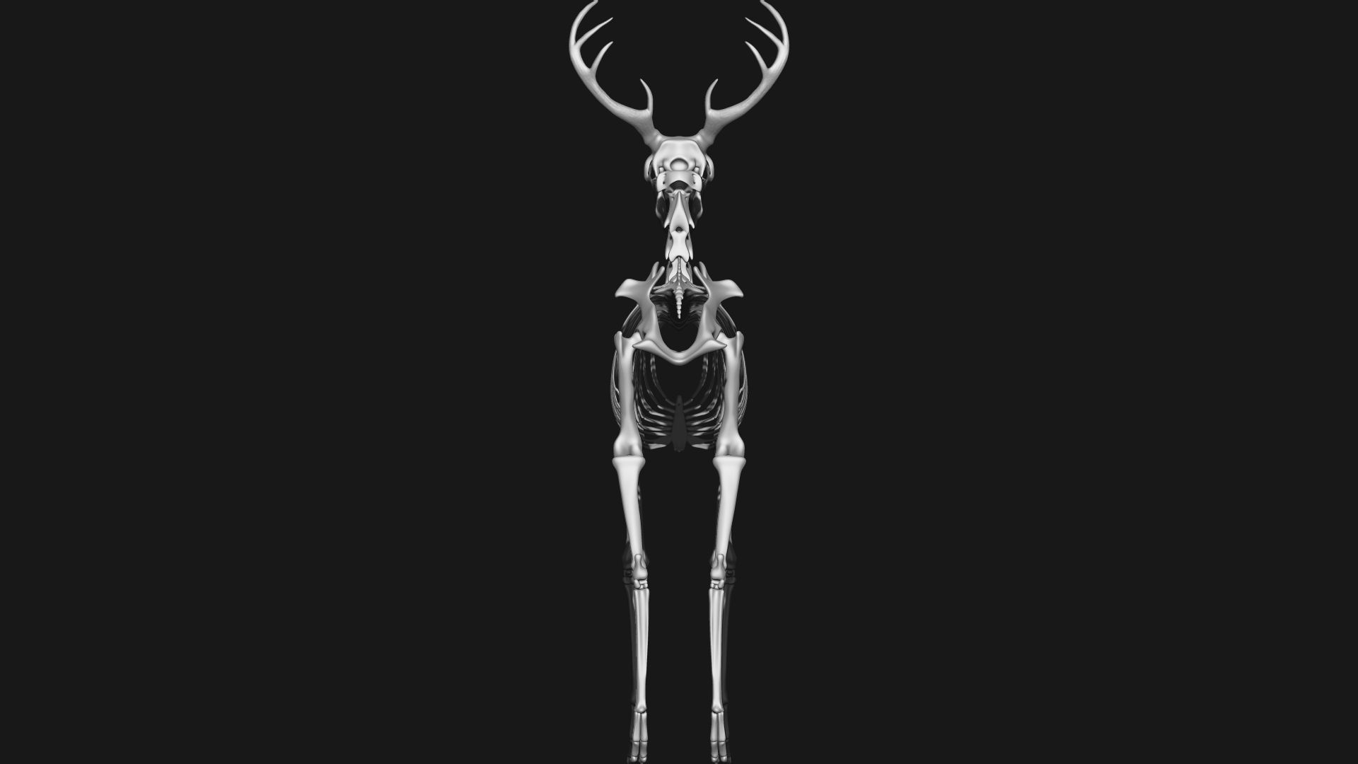 white-tailed deer skeleton 3D model_6