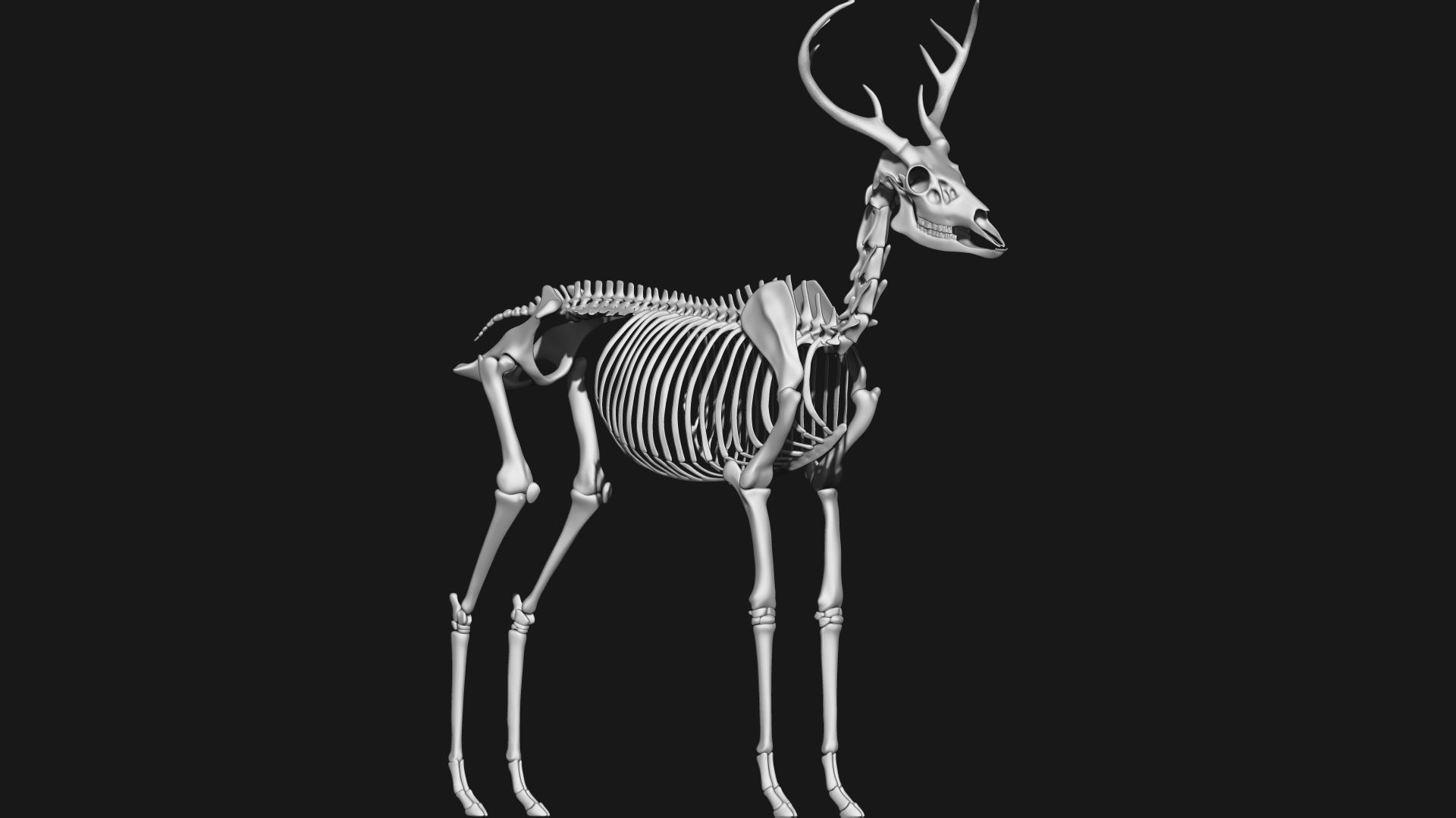 white-tailed deer skeleton 3D model_3