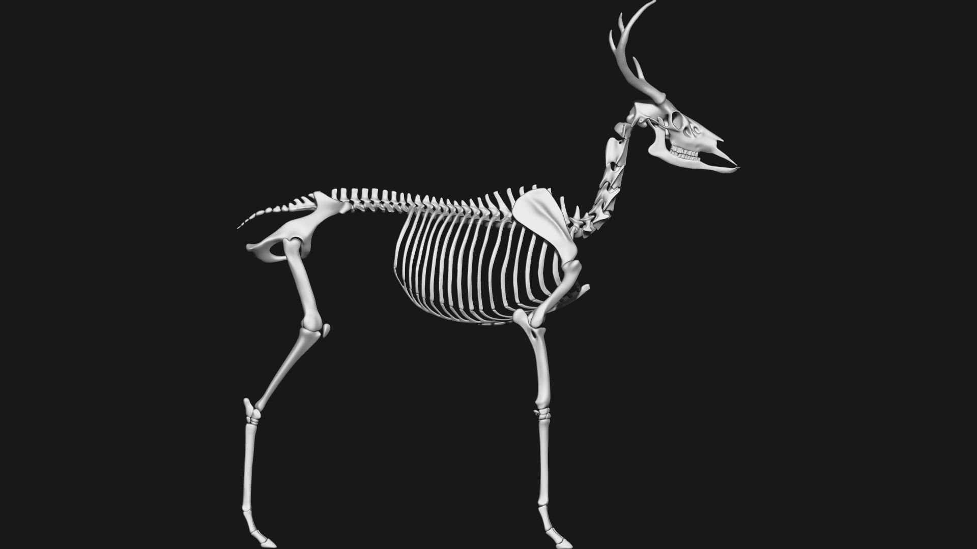 white-tailed deer skeleton 3D model_4