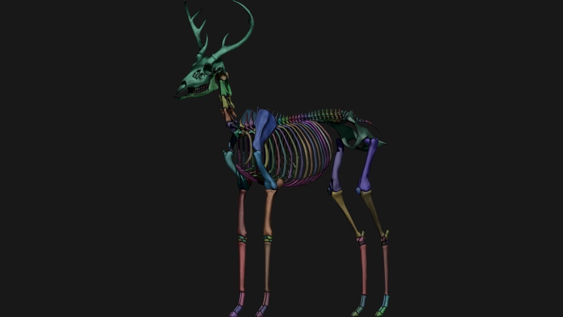 white-tailed deer skeleton 3D model_11