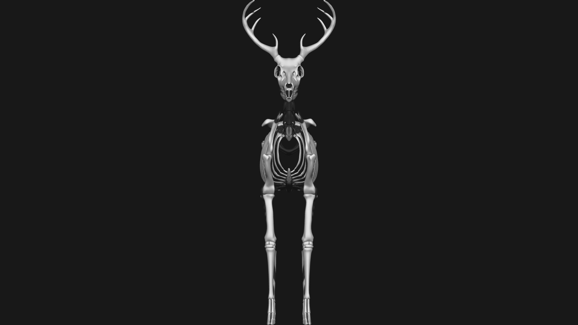 white-tailed deer skeleton 3D model_2