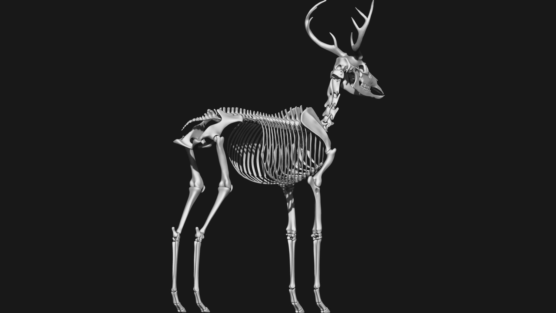 white-tailed deer skeleton 3D model_5