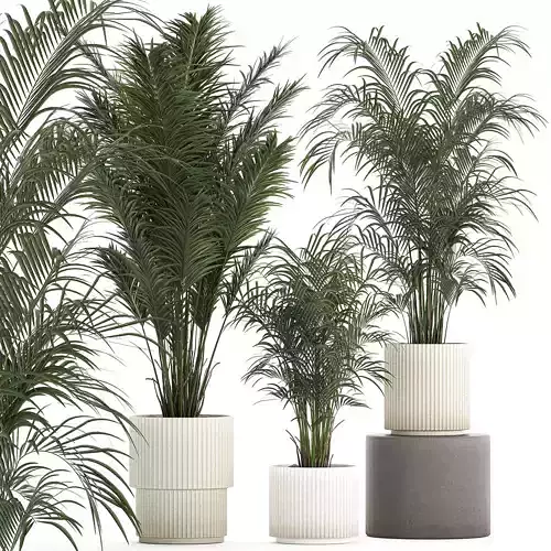 Beautiful Howea forsteriana palm trees in flower pots 1268 3D model