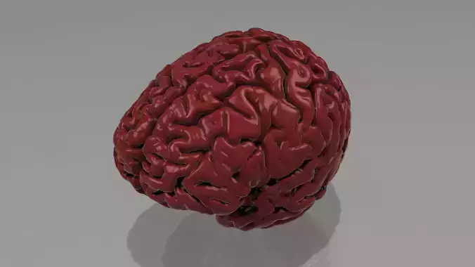 human brain