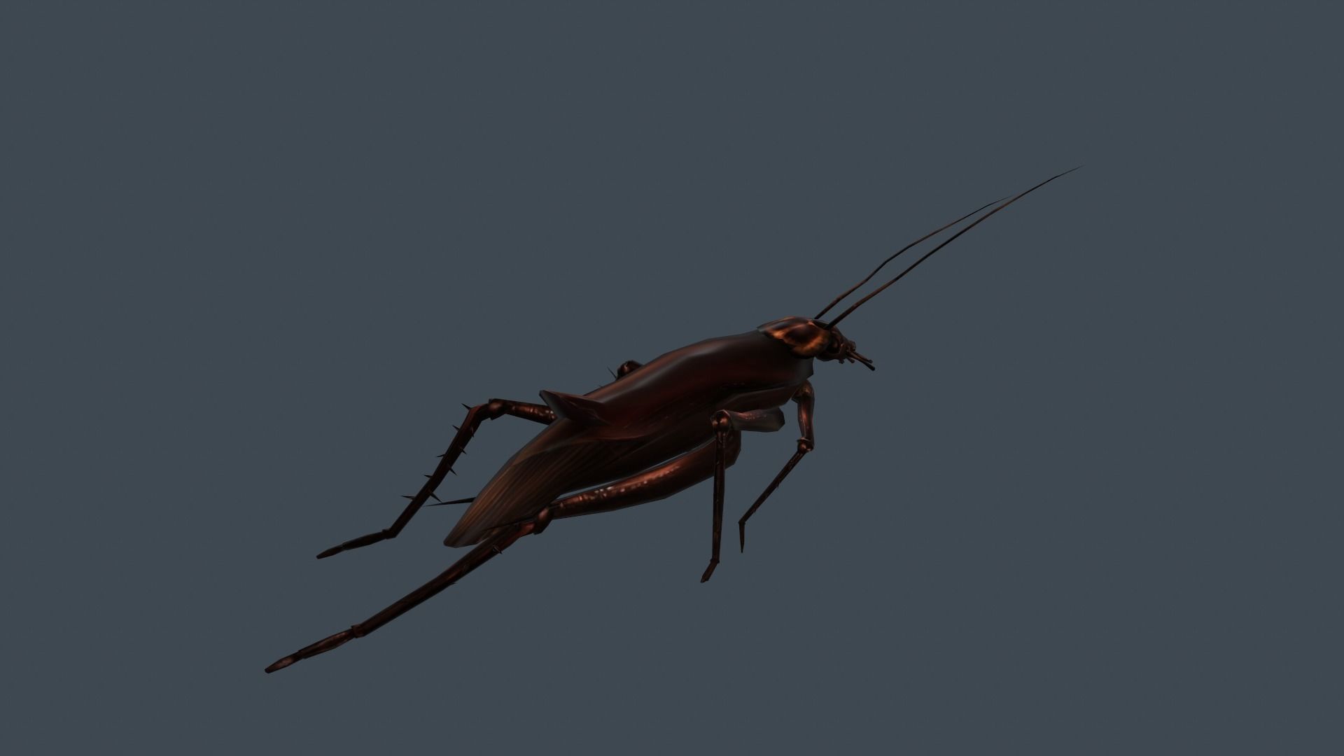 animated cockroach Low-poly 3D model_8