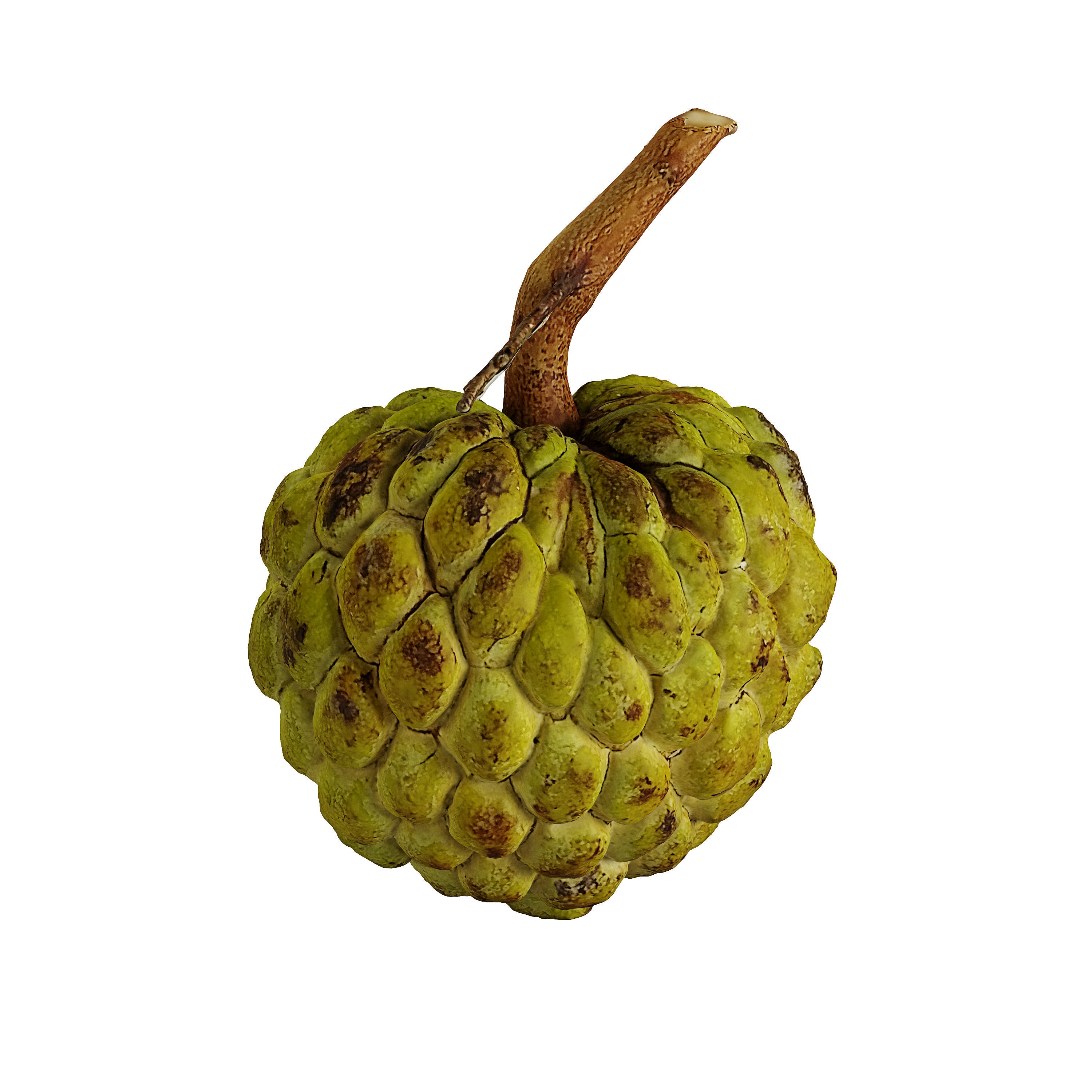 Custard Apple - Photogrammetry 3D model_1
