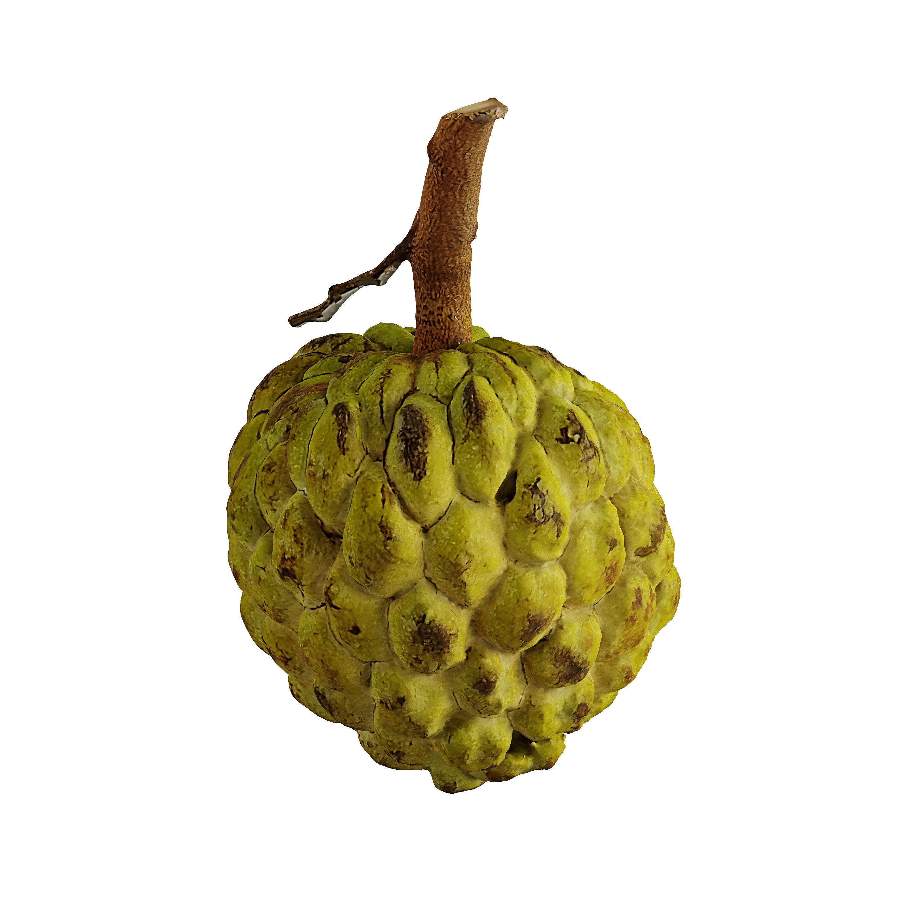 Custard Apple - Photogrammetry 3D model_3