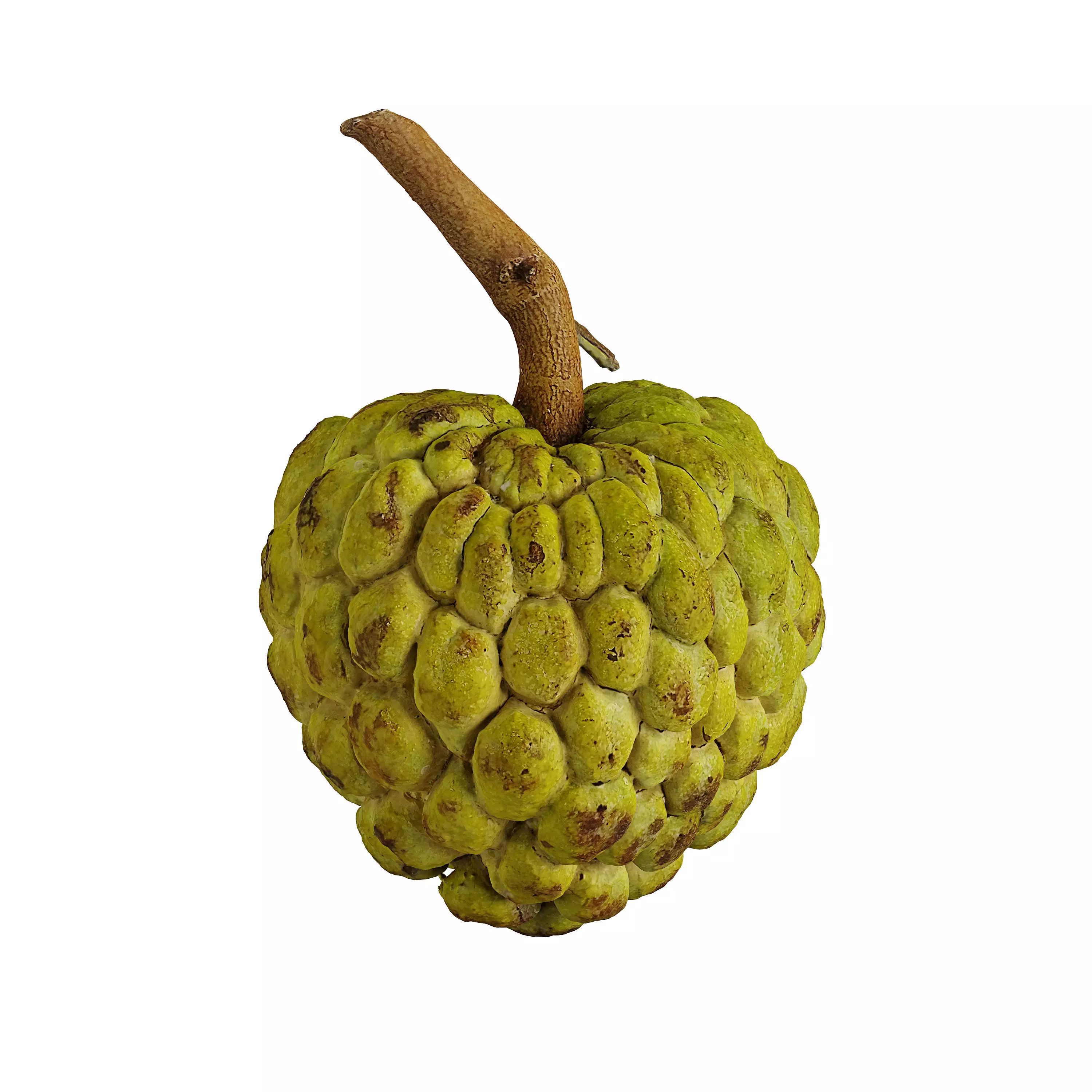 Custard Apple - Photogrammetry 3D model_0
