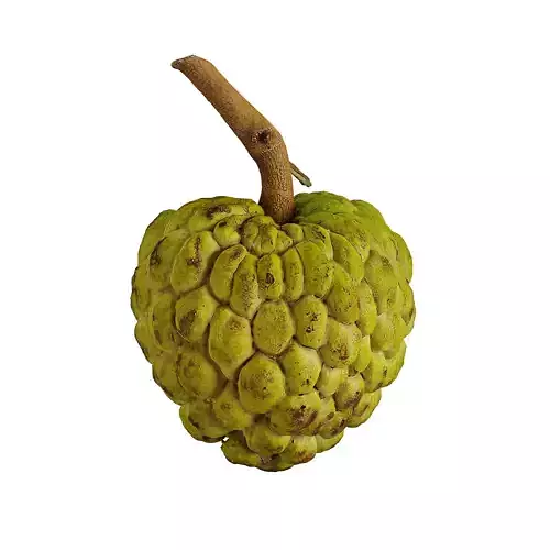 Custard Apple - Photogrammetry 3D model