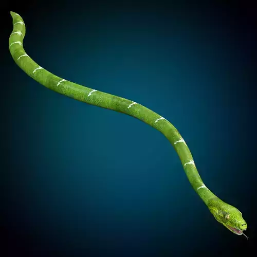 Snake  Low-poly 3D model