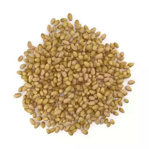 Coriander Seeds V1 3D model