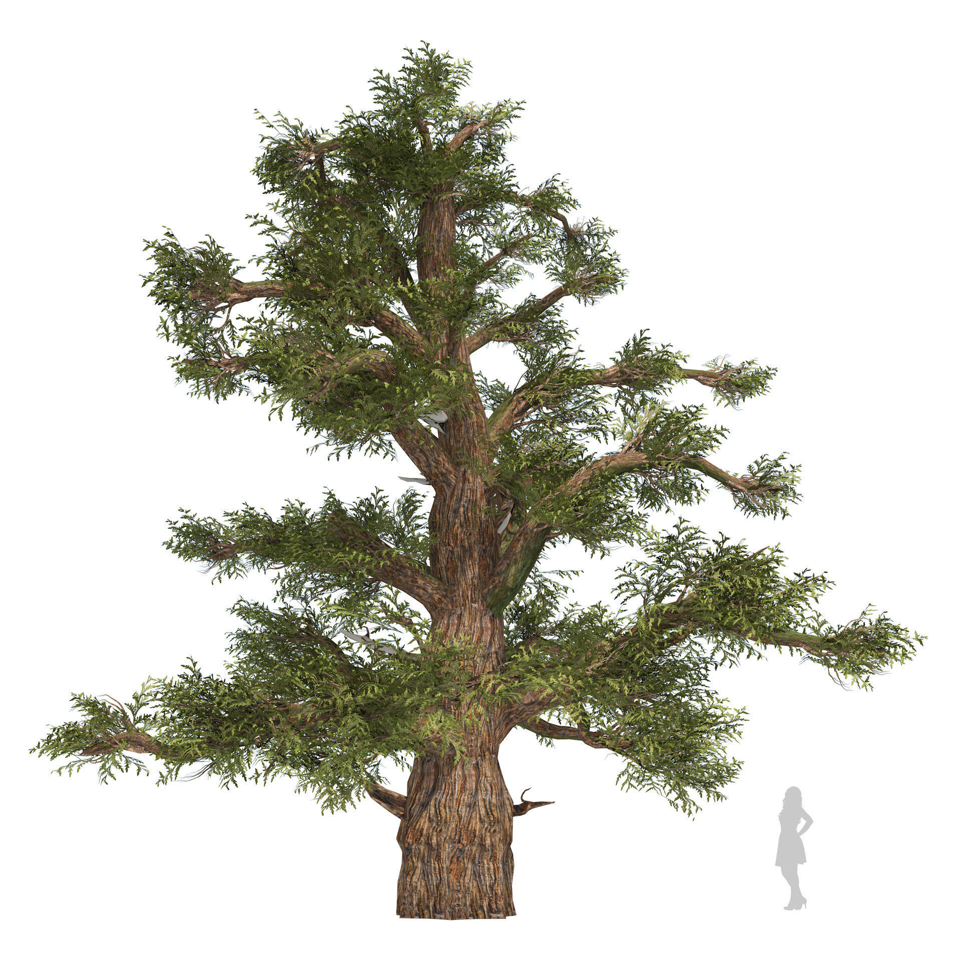 Juniper trees with berries fruit Low-poly 3D model_3