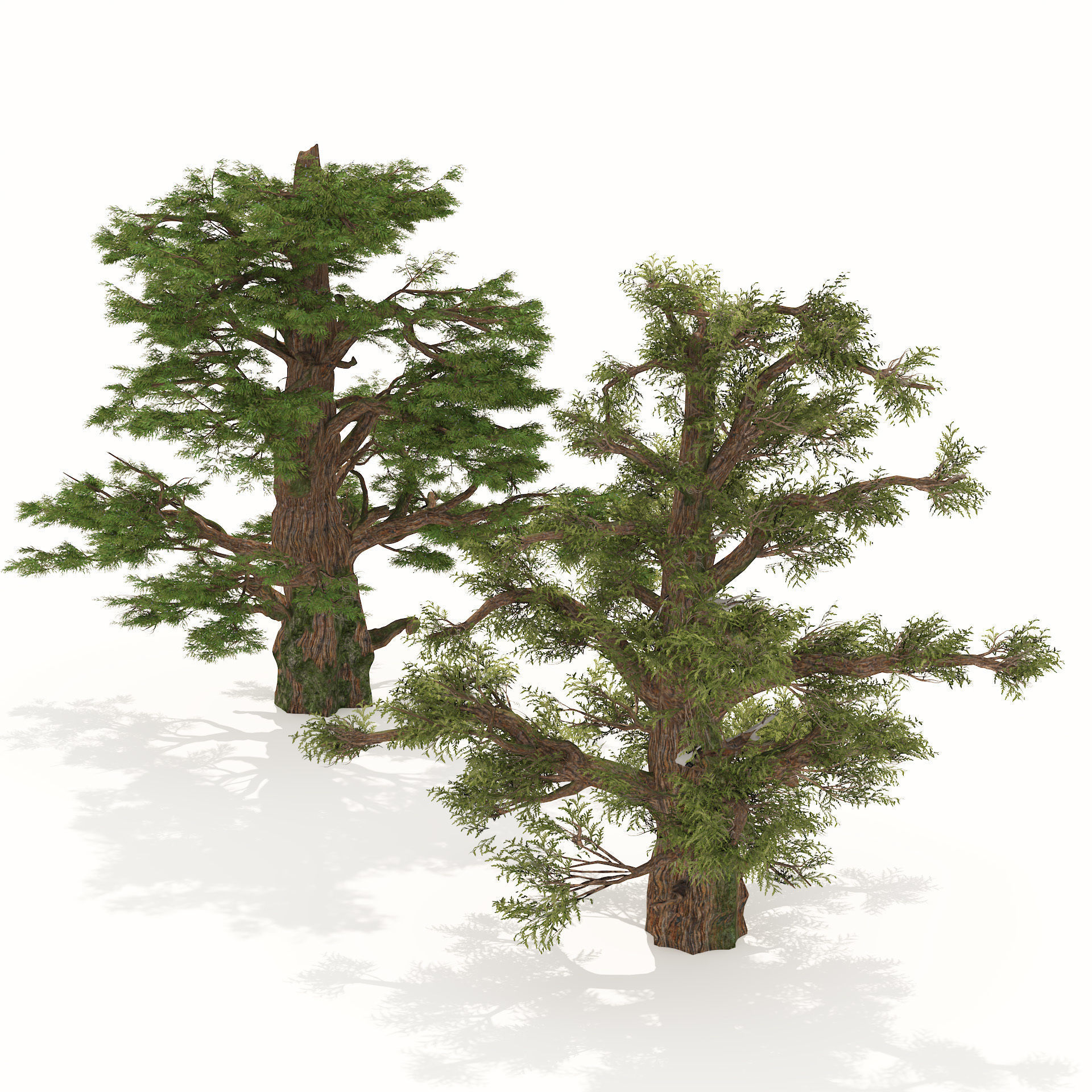 Juniper trees with berries fruit Low-poly 3D model_1