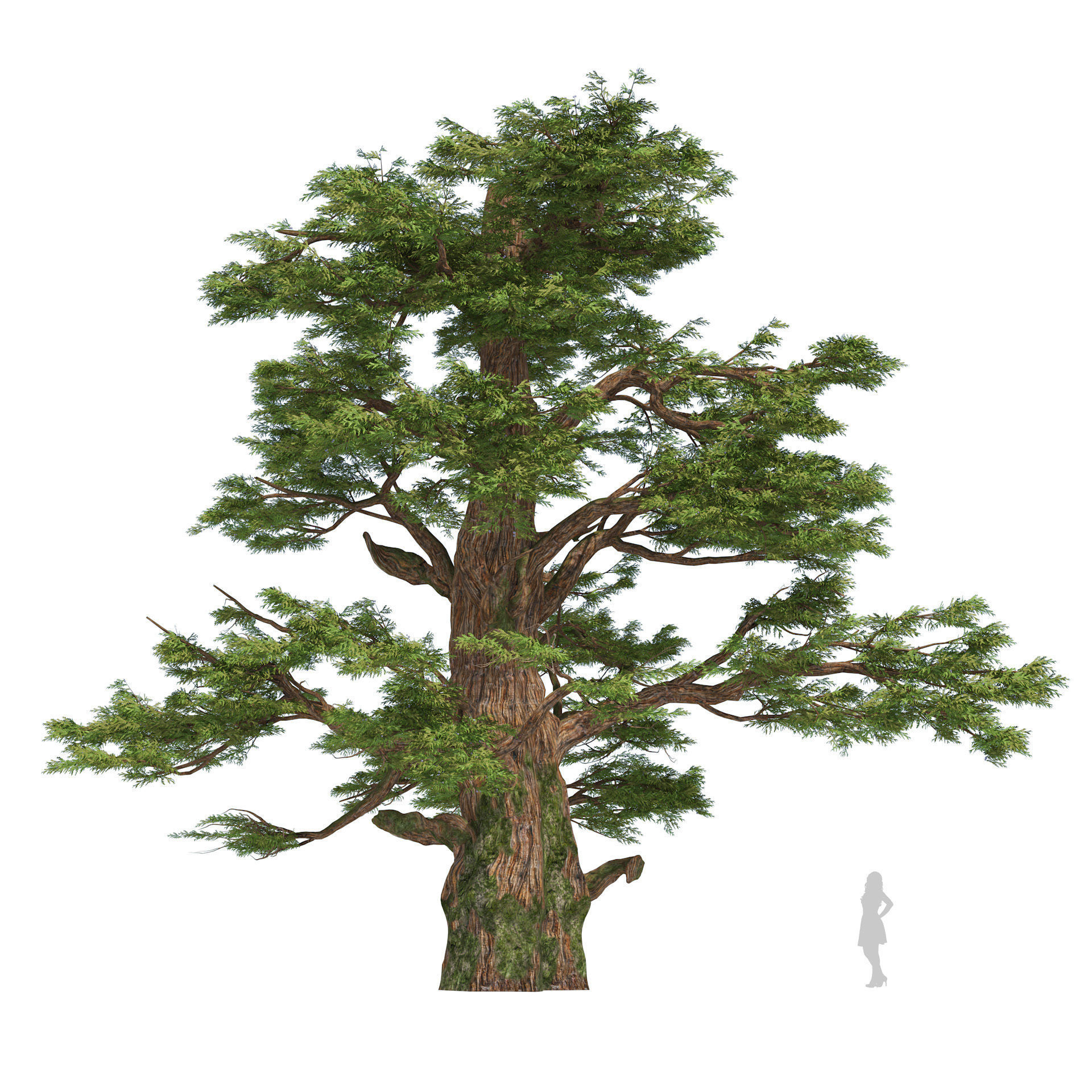 Juniper trees with berries fruit Low-poly 3D model_2