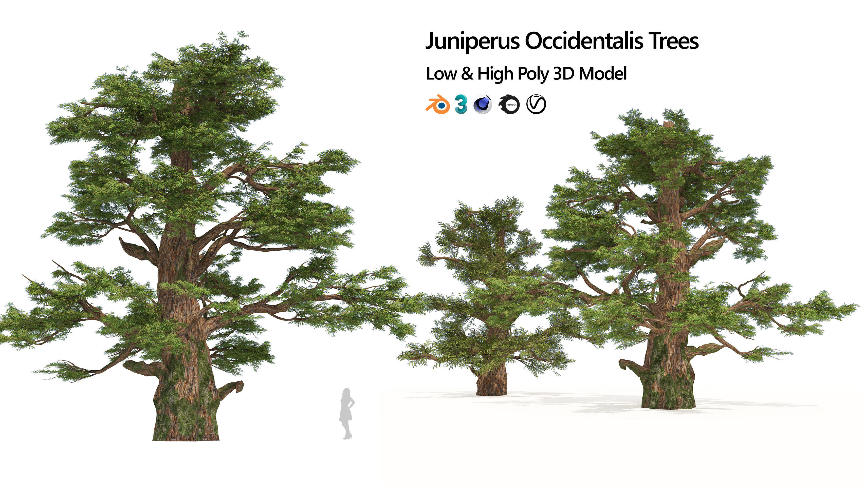 Juniper trees with berries fruit Low-poly 3D model_6