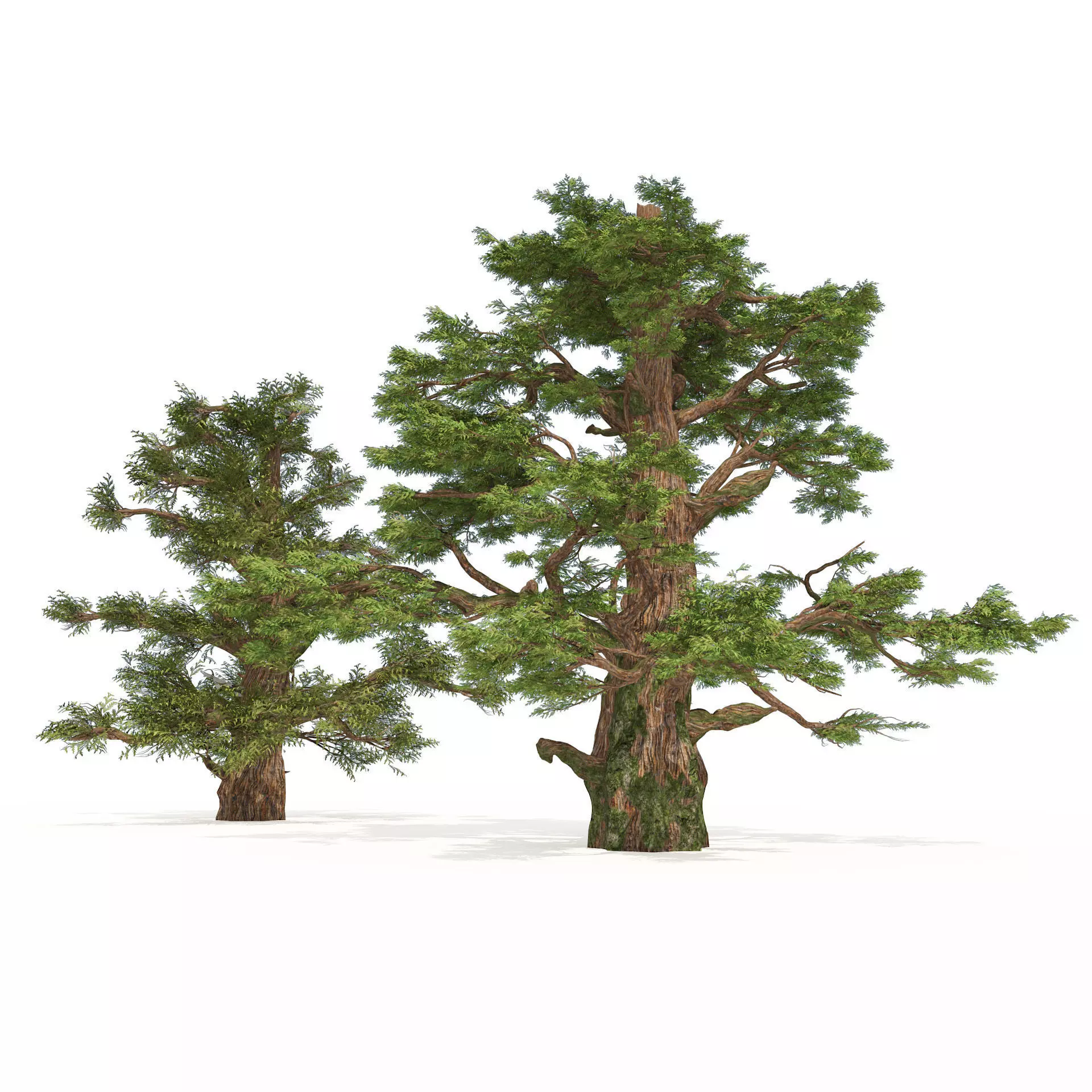 Juniper trees with berries fruit Low-poly 3D model_0