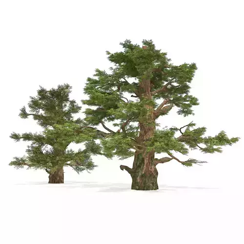 Juniper trees with berries fruit Low-poly 3D model