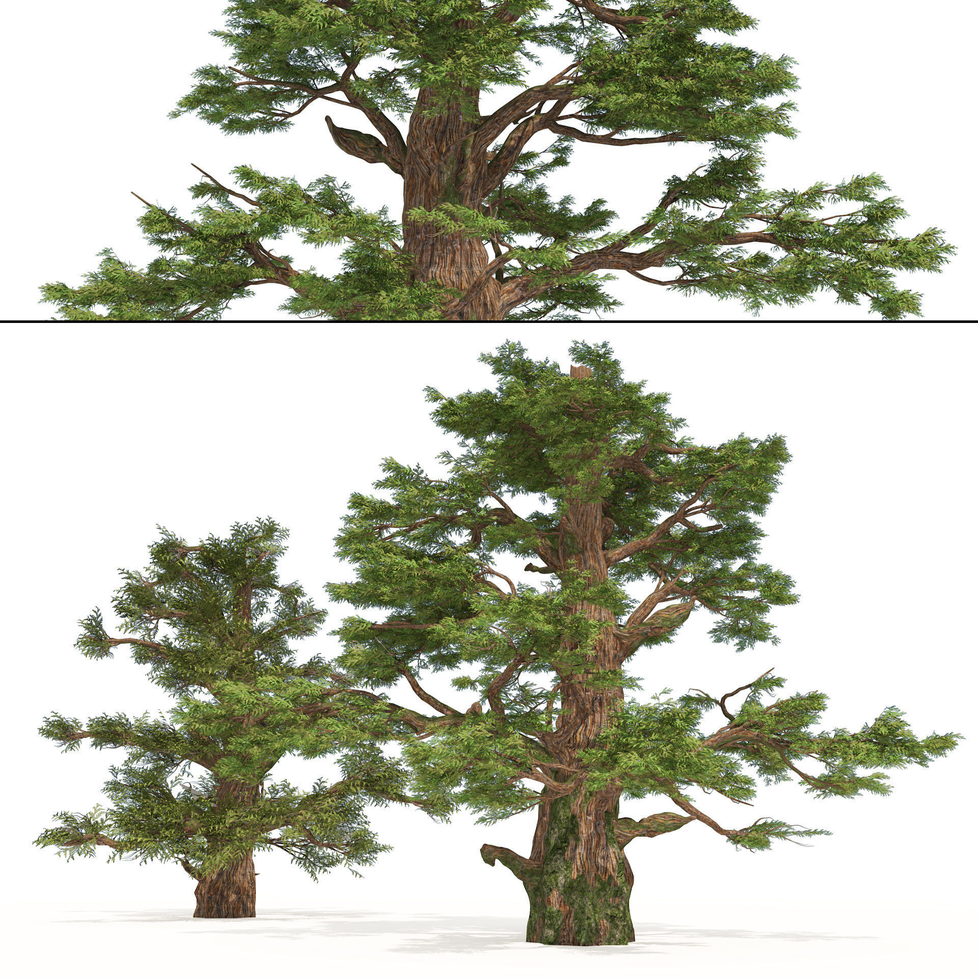 Juniper trees with berries fruit Low-poly 3D model_5