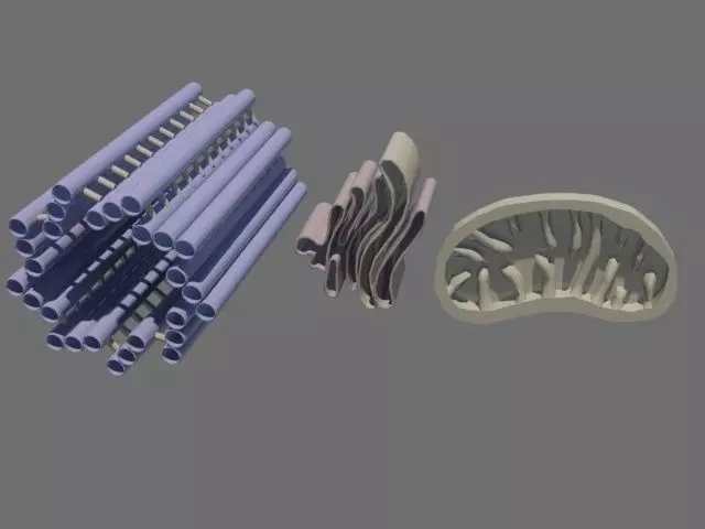 Cellular mitochondria golgi apparatus centriole Low-poly 3D model_0