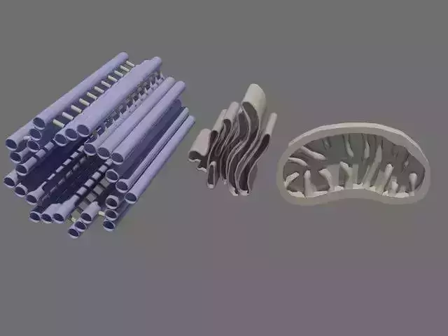 Cellular mitochondria golgi apparatus centriole Low-poly 3D model