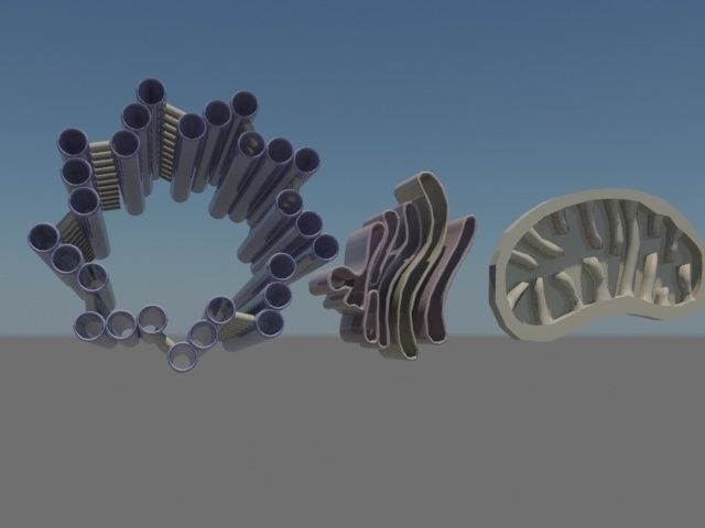 Cellular mitochondria golgi apparatus centriole Low-poly 3D model_1