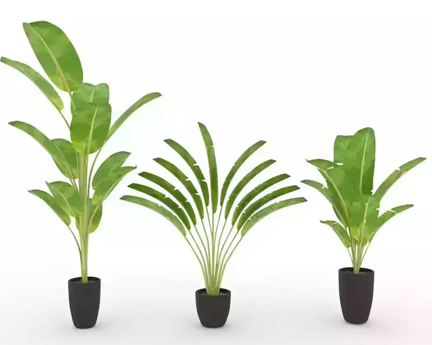 Banana Palm 3D Model