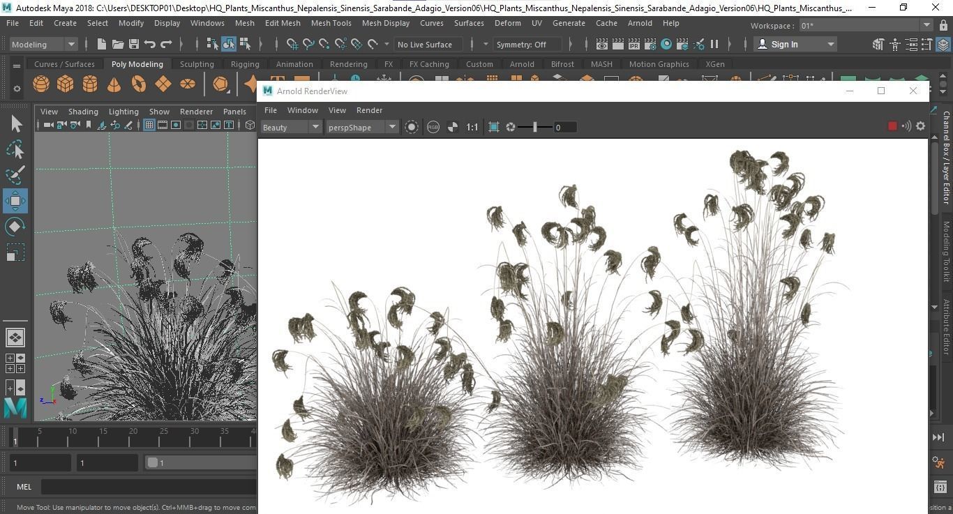 Plants Miscanthus Nepalensis Sinensis Sarabande Adagio Version06 3D model_7