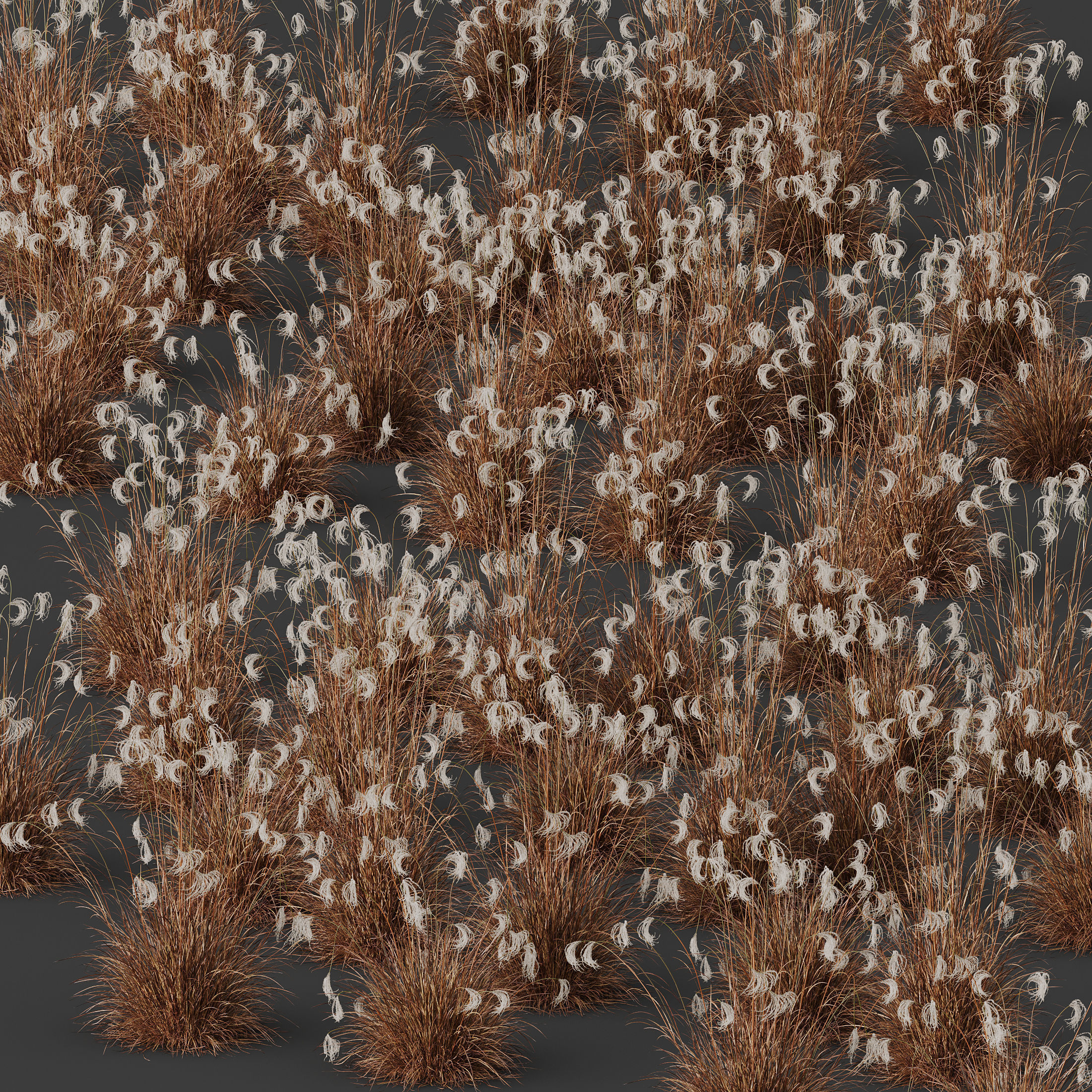 Plants Miscanthus Nepalensis Sinensis Sarabande Adagio Version06 3D model_4