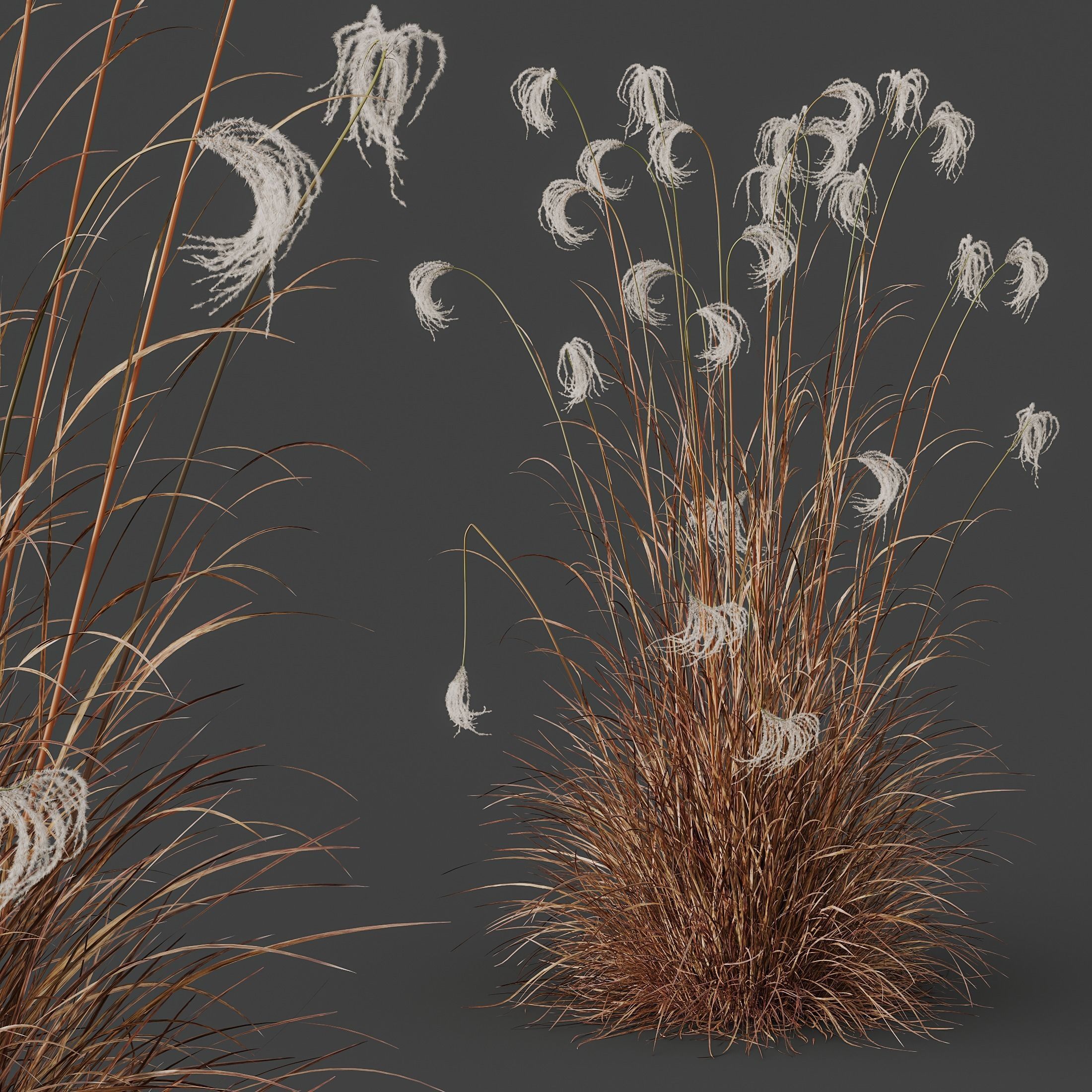 Plants Miscanthus Nepalensis Sinensis Sarabande Adagio Version06 3D model_1