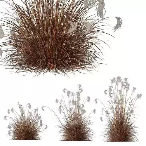 Plants Miscanthus Nepalensis Sinensis Sarabande Adagio Version06 3D model