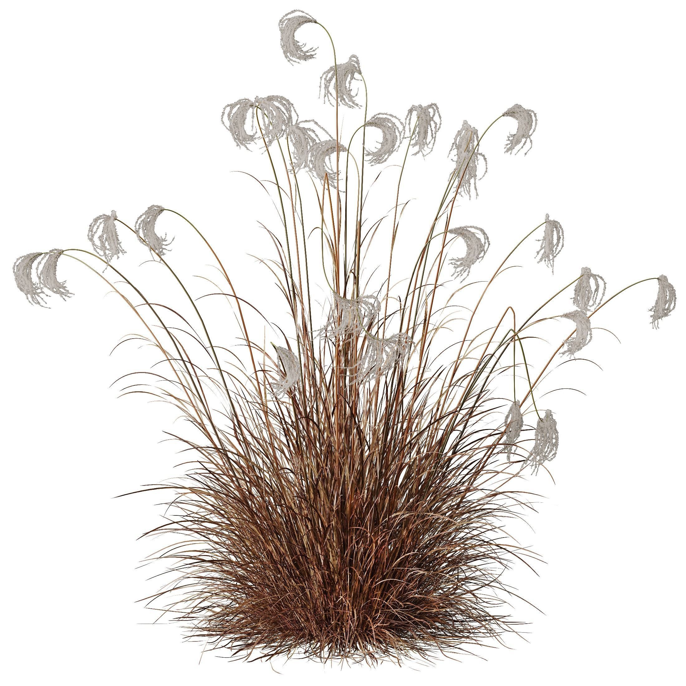 Plants Miscanthus Nepalensis Sinensis Sarabande Adagio Version06 3D model_3