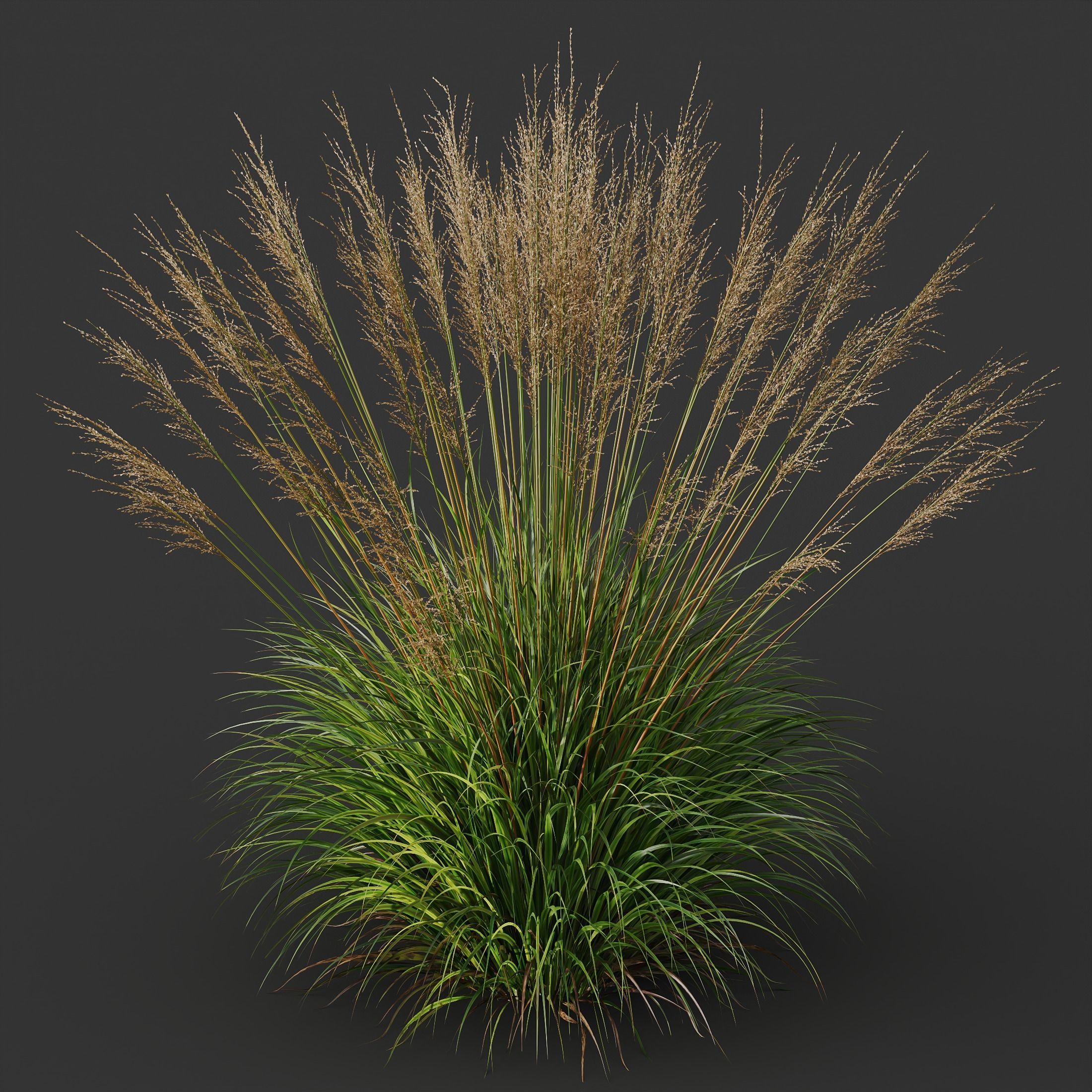 Plants Molinia Caerulea Heidebraut Kleines Pfeifengras Version04 3D model_1