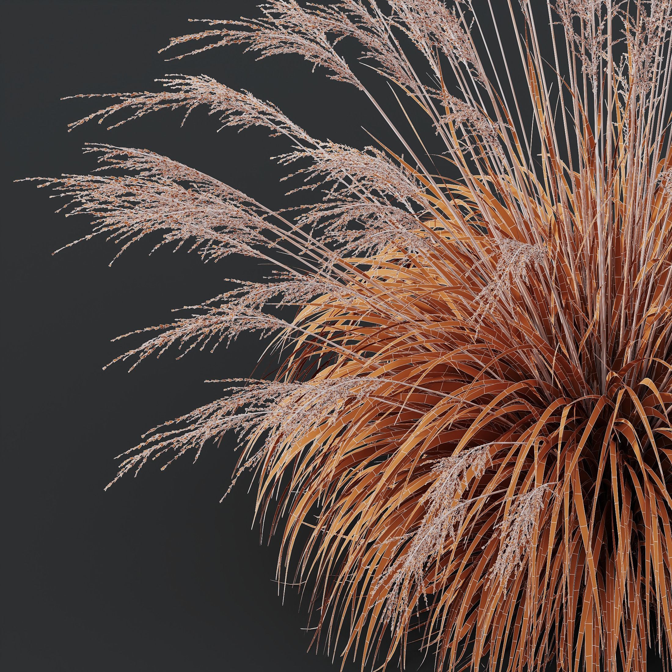 Plants Molinia Caerulea Heidebraut Kleines Pfeifengras Version04 3D model_4