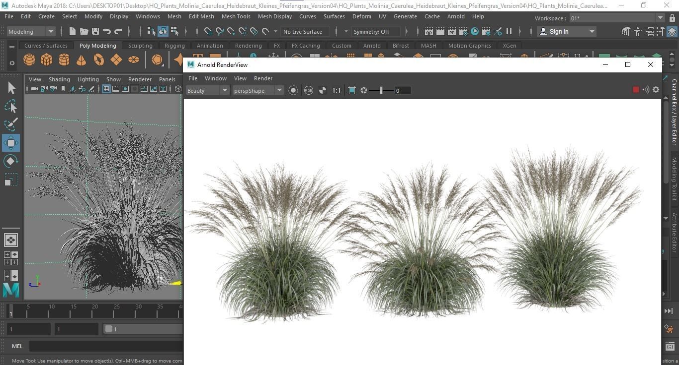 Plants Molinia Caerulea Heidebraut Kleines Pfeifengras Version04 3D model_6
