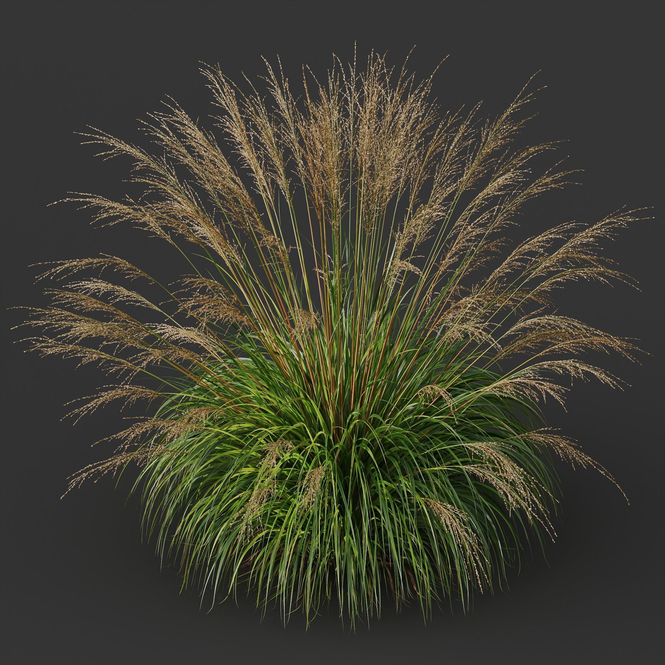 Plants Molinia Caerulea Heidebraut Kleines Pfeifengras Version04 3D model_2
