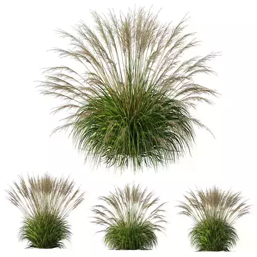 Plants Molinia Caerulea Heidebraut Kleines Pfeifengras Version04 3D model