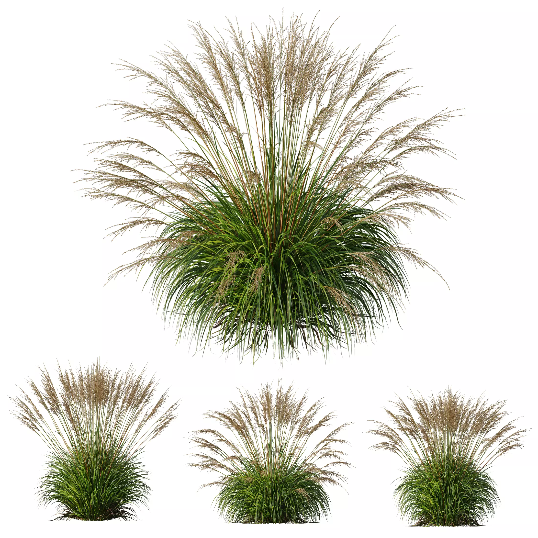 Plants Molinia Caerulea Heidebraut Kleines Pfeifengras Version04 3D model_0