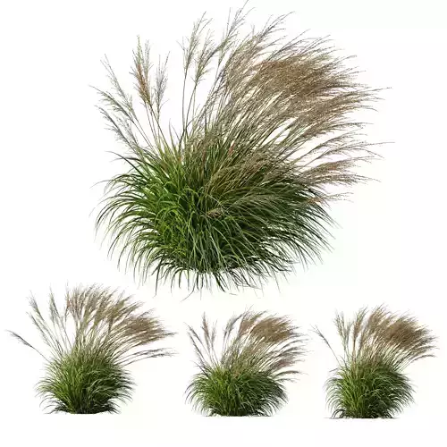 Molinia Caerulea Heidebraut Kleines Pfeifengras Version04 Windy 3D model