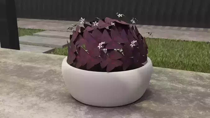 Oxalis Triangularis 3D Model