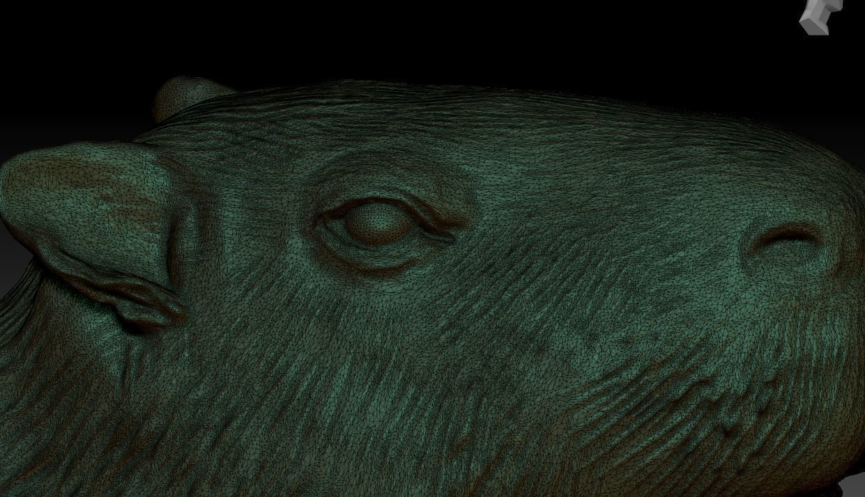 capybara 7 poses 3D print model_6