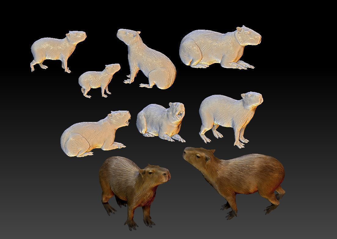 capybara 7 poses 3D print model_11