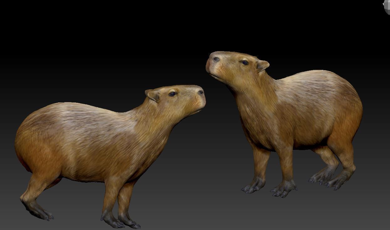 capybara 7 poses 3D print model_1