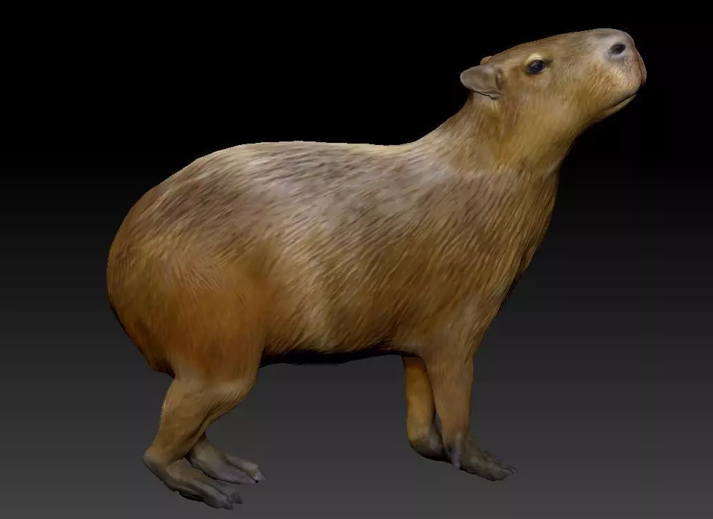 capybara 7 poses 3D print model_0