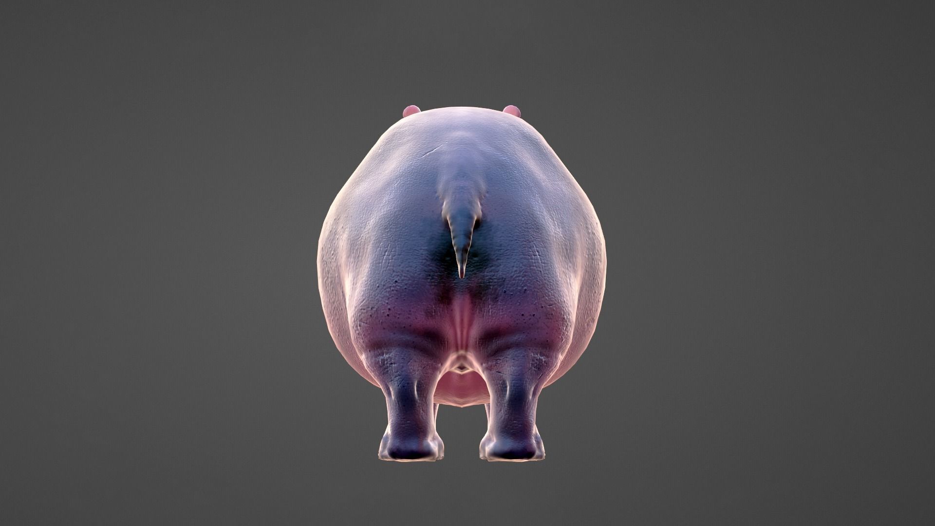 Hippo - Rigged  Low-poly 3D model_7