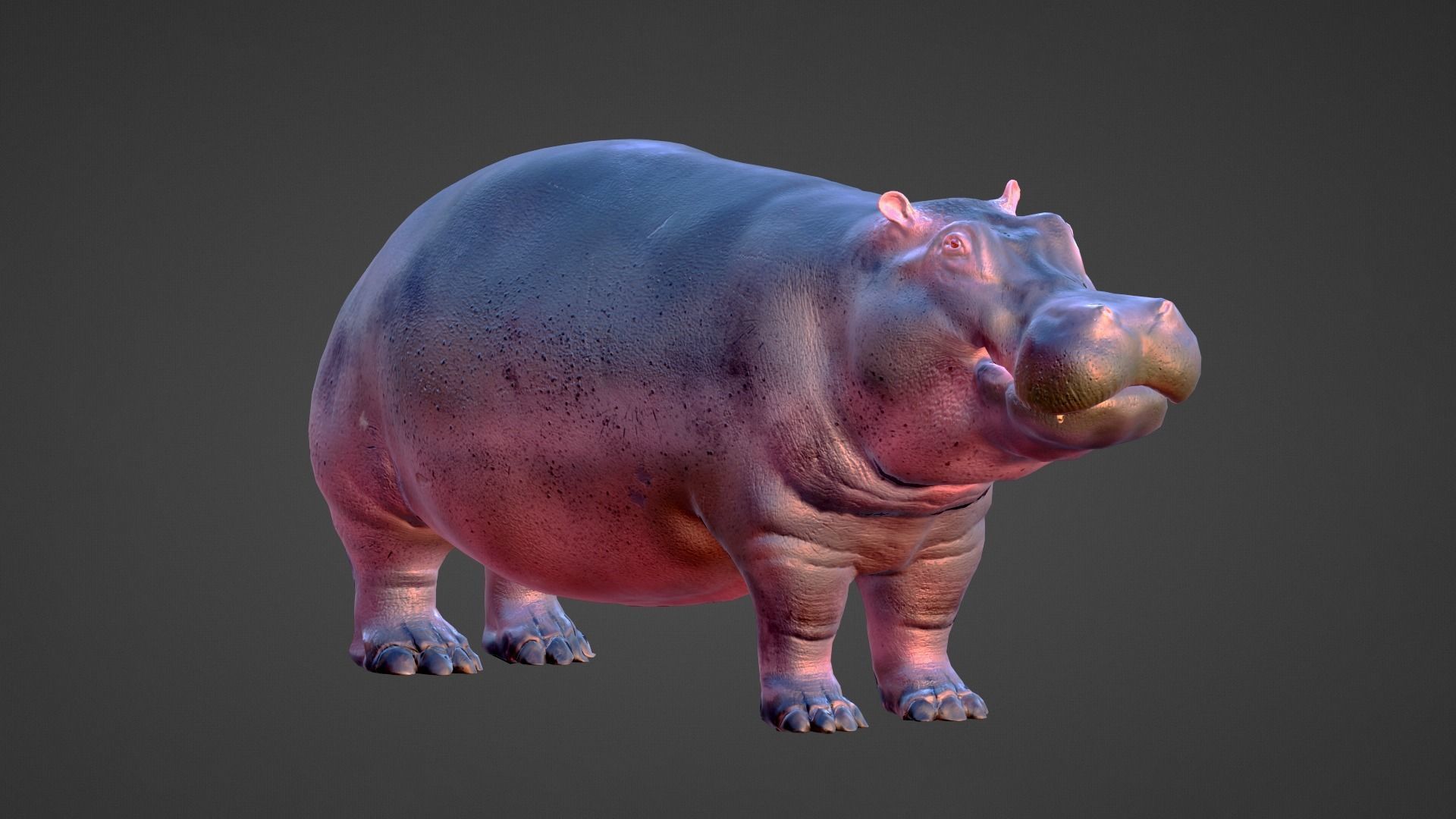 Hippo - Rigged  Low-poly 3D model_5