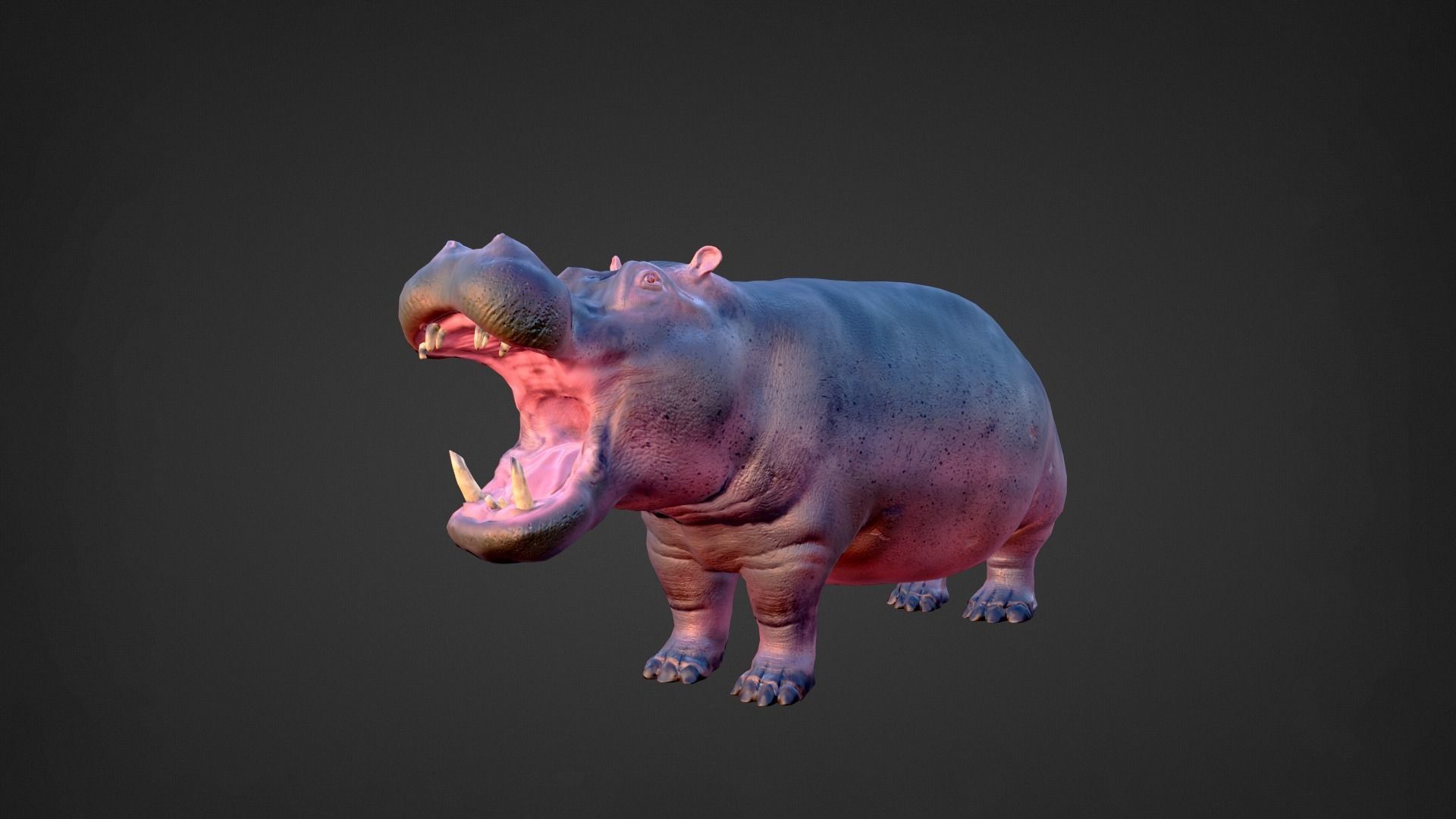 Hippo - Rigged  Low-poly 3D model_10