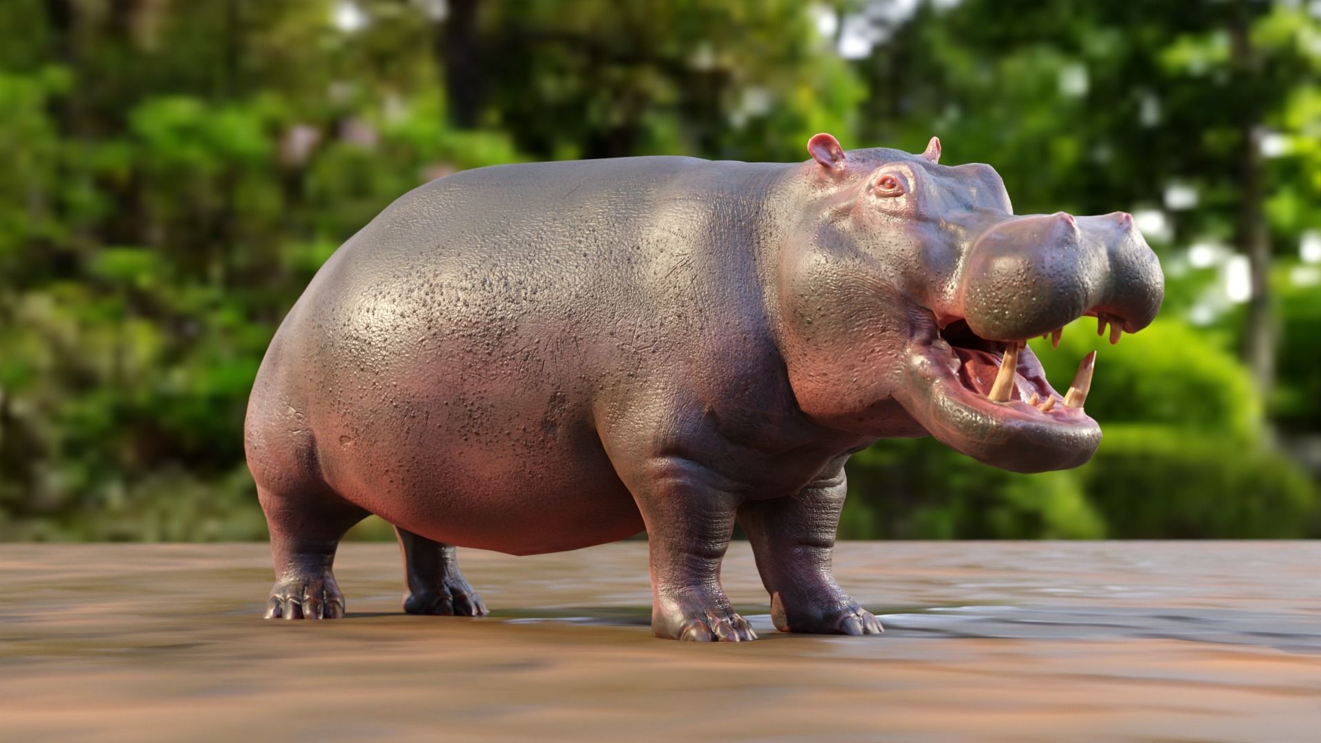 Hippo - Rigged  Low-poly 3D model_2
